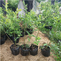惠州果苗基地、惠州蓝莓苗、龙门蓝莓苗 