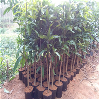 惠州凯特芒果苗批发\惠州凯特芒果苗\惠州果苗基地 