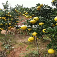 惠州黄金柑苗\惠阳黄金柑苗\广东果树苗 