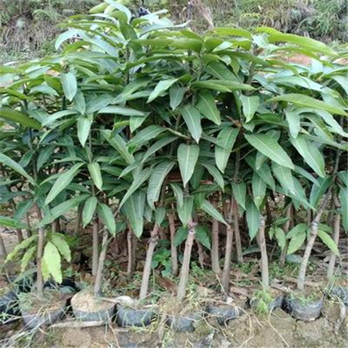 广西金煌芒果苗，灵山金煌芒果苗，灵山果苗 