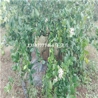 惠州香水柠檬苗批发，广东香水柠檬苗基地 
