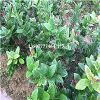 淡水果苗，淡水柠檬苗，淡水香水柠檬苗 