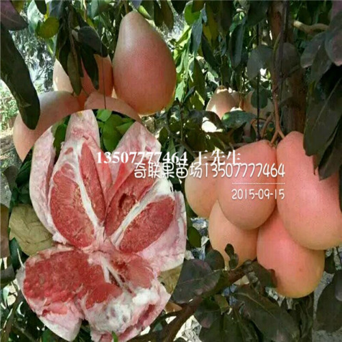 广州红心蜜柚苗批发、增城红心蜜柚苗价格 