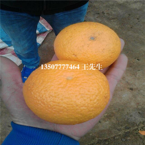 广东黄金柑苗价格，广东黄金柑苗，阳春黄金柑苗 