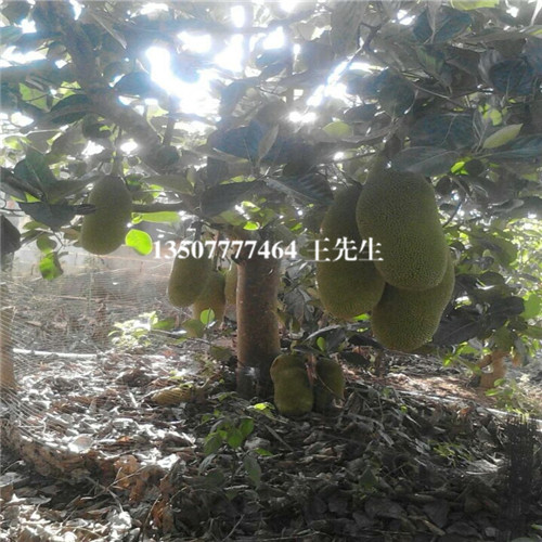 广东果苗批发，惠州树菠萝苗，广东树菠萝苗 