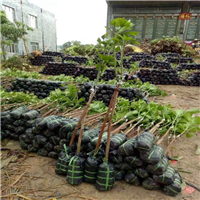 惠州红贵妃芒果苗，东莞红贵妃芒果苗，广东芒果苗 