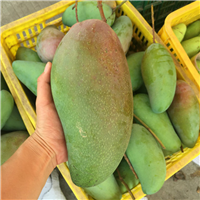 广东金煌芒果苗，东莞金煌芒果苗，东莞果树苗 