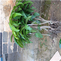 惠阳澳芒果苗，惠东芒果苗，广东芒果苗价格 