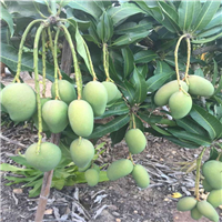 广东四季芒果苗，惠州四季芒果苗，批发芒果苗 