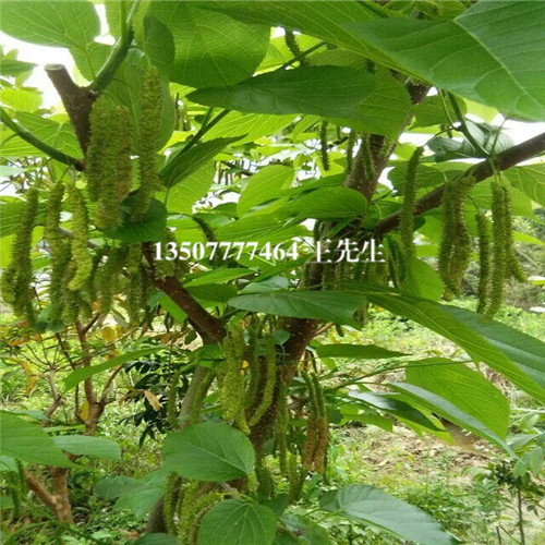 惠州长果桑苗，台湾长果桑苗，惠州果苗场 