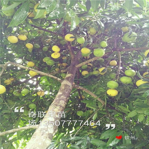 惠州岭南山竹苗-淡水岭南山竹苗-广东果苗 