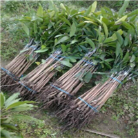 惠州桂七芒果苗，东莞桂七芒果苗，广东桂七芒果苗 