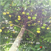 惠州岭南山竹苗-淡水岭南山竹苗-广东果苗 