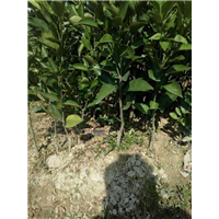 东莞红江橙苗，广州红江橙苗，广东红江橙苗批发 