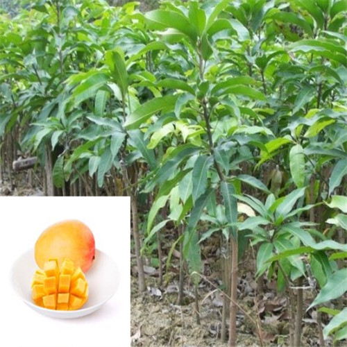 广东凯特芒果苗\大亚湾凯特芒果苗\广东芒果苗 