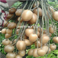 出售黄皮苗|广东黄皮苗|广东出售黄皮苗 