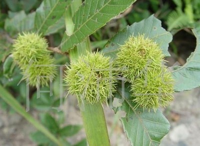 东莞板粟苗出售，深圳板粟苗，惠州板粟苗 