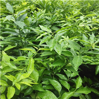 惠州沃柑苗，龙门沃柑苗，惠州沃柑苗基地 