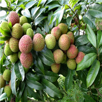 荔枝（荔枝皇）价格—云南荔枝（荔枝皇） 