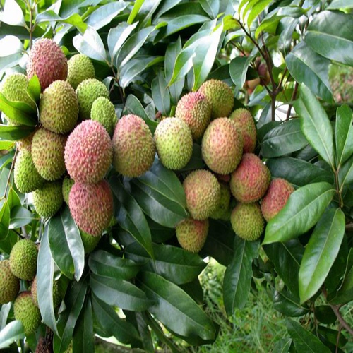 荔枝（荔枝皇）价格—云南荔枝（荔枝皇） 