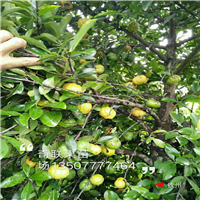 东莞岭南山竹苗，广州岭南山竹苗，广东岭南山竹苗 