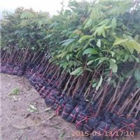 惠城区无核荔枝苗，惠阳无核荔枝苗 