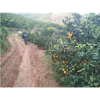 惠州红江橙苗基地，惠州红江橙苗价格 ，惠州果苗 