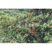 惠州荔枝苗，龙门荔枝苗，博罗荔枝苗价格 