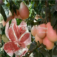 广州红心蜜柚苗批发、增城红心蜜柚苗价格 