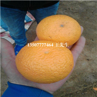 广东黄金柑苗价格，广东黄金柑苗，阳春黄金柑苗 
