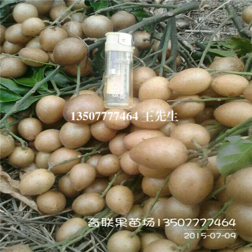 惠州黄皮苗|龙门黄皮苗|淡水黄皮苗价格 