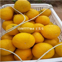 广东黄金柑苗，河源黄金柑苗，河源果树苗 