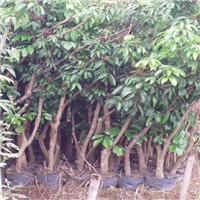 惠阳桂味荔枝苗、惠阳桂味荔枝苗基地 