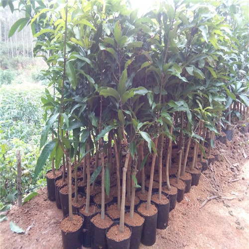 惠州凯特芒果苗批发\惠州凯特芒果苗\惠州果苗基地 