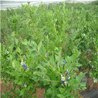 河源蓝莓苗、东莞蓝莓苗、深圳蓝莓苗批发 