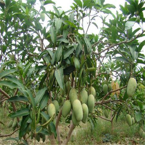 广东四季芒果苗，河源四季芒果苗，出售四季芒果苗 