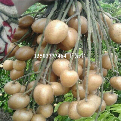 出售黄皮苗|广东黄皮苗|广东出售黄皮苗 