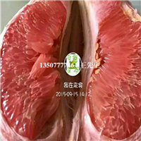 广东红心蜜柚苗批发、大亚湾红心蜜柚苗 