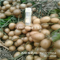 惠州黄皮苗|龙门黄皮苗|淡水黄皮苗价格 
