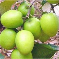 惠州水果苗|惠州青枣苗|广东青枣苗价格 