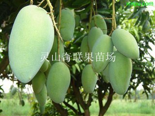 惠州果苗场，惠州凯特芒果苗，广东凯特芒果苗 