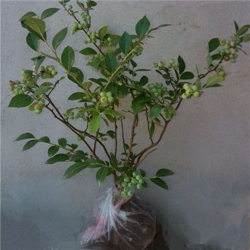 淡水蓝莓苗、惠东蓝莓苗、惠阳蓝莓苗价格 