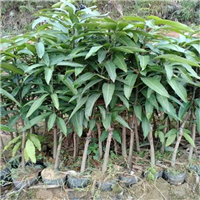 广西金煌芒果苗，灵山金煌芒果苗，灵山果苗 
