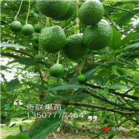 广州牛油果苗，广东牛油果苗，出售牛油果苗