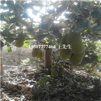 广东果苗批发，惠州树菠萝苗，广东树菠萝苗 