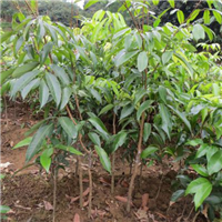 惠阳荔枝苗价格，惠阳荔枝（白樱） 