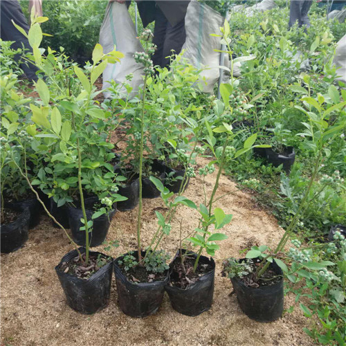 惠州果苗基地、惠州蓝莓苗、龙门蓝莓苗 