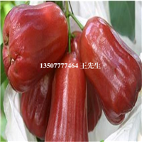 惠城区莲雾苗，河南岸莲雾苗，惠州果苗 