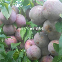 河源三华李苗供应，广东三华李苗价格 