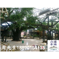 仿真榕树 